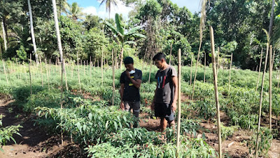 Pemdes Dehegila Dan Petani: Jalankan Program Bupati Morotai dan Kami Berharap Dapat Di Perhatikan Oleh Pembda Morotai