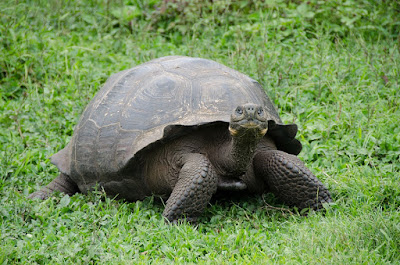 Giant Tortoises