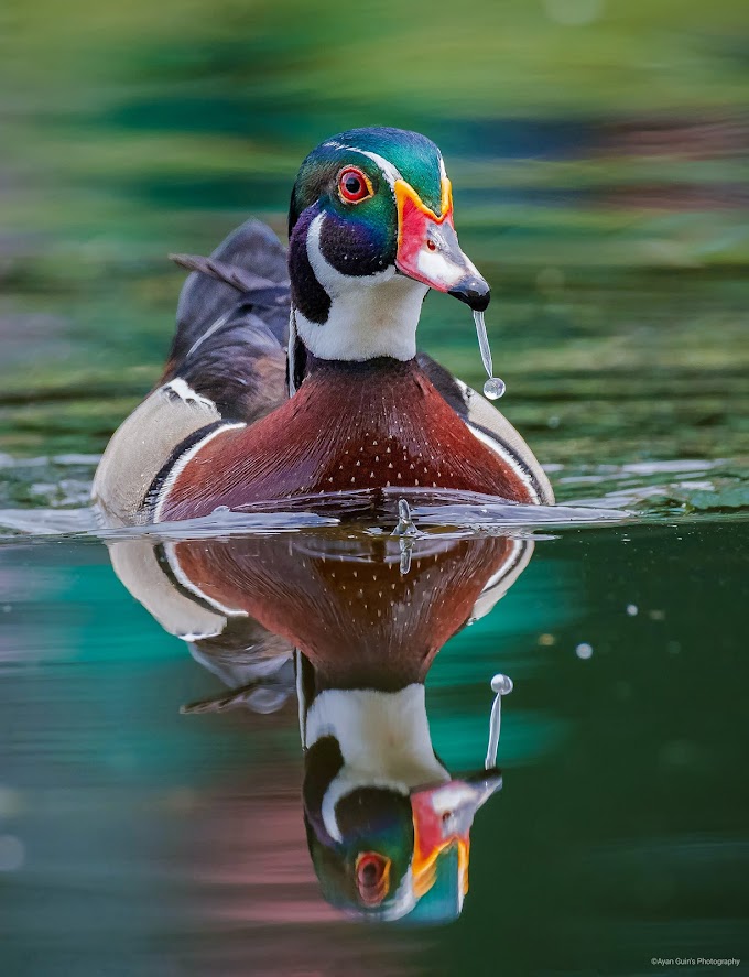 North American wood duck with reflection