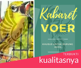 Hai semuanya... di hari minggu yang cerah ini semoga menjadi obat penambah semangat bagi kita semua. Kali ini akan dibahas mengenai suatu produk voer bagi burung-burung kecil yang bernama Voer Ombyokan Jahat (OMJ);sebelumnya sudah dibahas pada artikel ini ->(klik).           Voer Ombyokan Jahat (OMJ) telah berganti nama menjadi Kabaret Voer dengan tampilan dan formula yang baru tentunya. Harga dari Kabaret Voer juga sangat terjangkau yaitu Rp 20.000/pcs. Voer, yang berat nya 100 grm ini, mempunyai khasiat yang luar biasa bagi burung-burung kecil seperti Pleci, Ciblek, Prinjak, Gelatik batu/Caludis, dll. yakni membantu:     - menstabilkan performa burung - anti stress - mempercepat daya rekam pemasteran - mendongkrak birahi & mental - merampingkan tubuh burung - membuat burung agresif - melantangkan suara - menstabilkan performa burung - membantu mengeluarkan bongkaran di gantangan - dll   Di bawah ini contoh perawatan burung dengan menggunaan Kabaret Voer      Cara Membuat Pleci Bukpar Dengan Kabaret Voer      Berhenti memberikan pakan buah-buahan     Embunkan pleci secara rutin sekitar jam 5 s/d jam 6     Mandikan pleci dengan spray halus     Jemur pleci sekitar jam 7 s/d jam 8     Berikan Voer Ombyokan Jahat untuk Pleci satu cepuk kecil     Tempatkan pleci di tempat sejuk dan teduh     Proses memaster pleci dengan suara kenari/cililin/love bird/burung khas tembakan yang lain     Buka krodong pleci pada malam hari oleh pleci     Setelah terbiasa dengan kabaret Voer, silahkan berikan buah-buahan yang disukai anda.      Praktekkan secara rutin niscaya pleci anda akan bukpar dengan