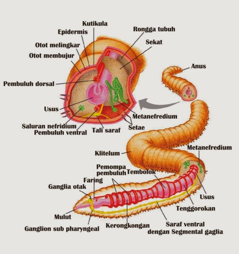 Filum Annelida Info Pendidikan dan Biologi