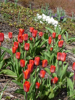001 Tulipa kaufmanniana Show Winner Daniel Grankvist