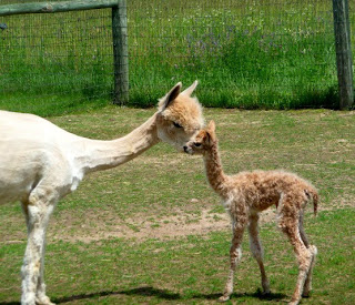 hello, mamma!