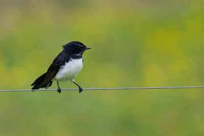 Willie Wagtail (Rhipidura leucophrys) - New South Wales, Australia