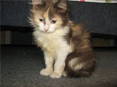 Amazing Cat Transformation Seen On www.coolpicturegallery.us