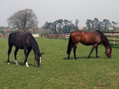 Beautiful thoroughbred horses in the National Stud in county Kildare