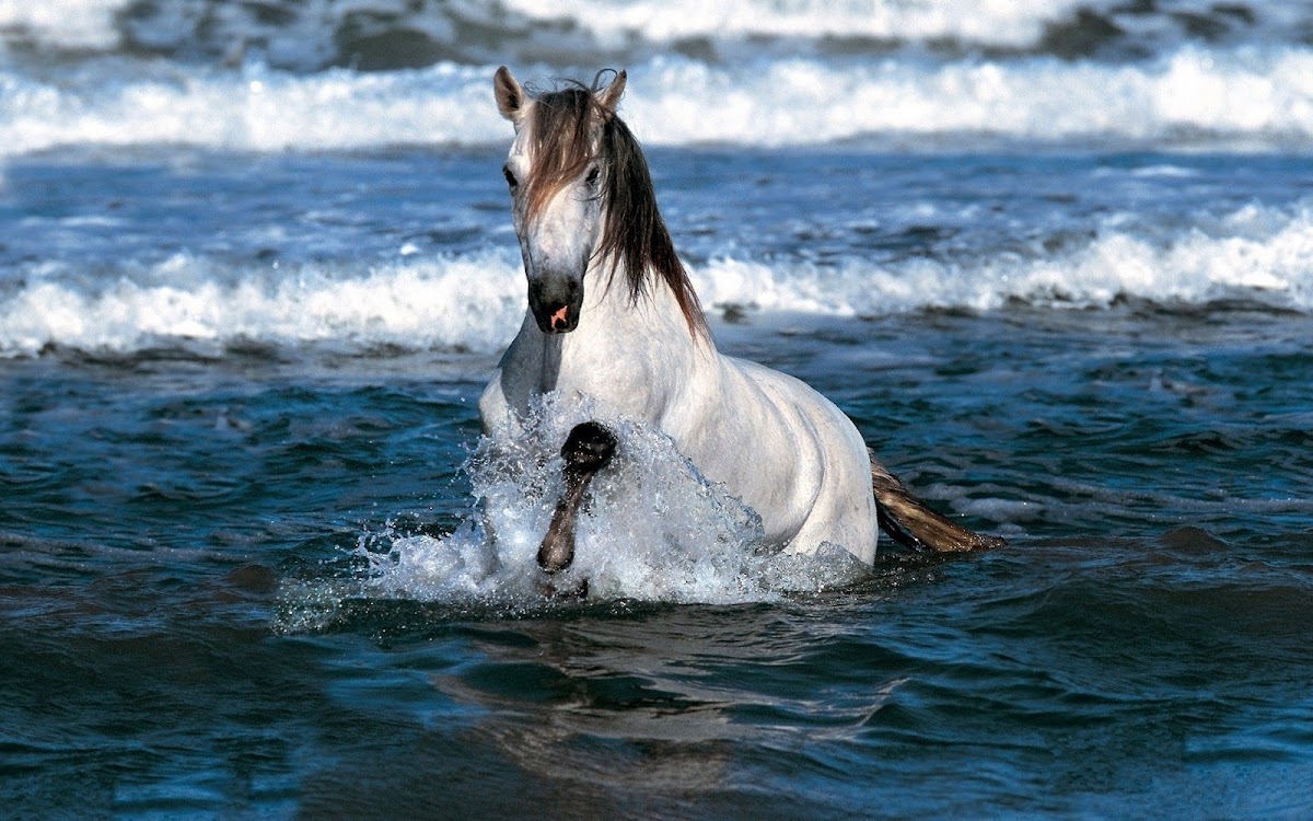 Horse Running in Water Widescreen Wallpaper