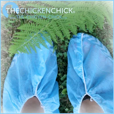 Biosecurity refers to an overall organization for protecting chickens from infectious diseases Biosecurity for Backyard Chickens