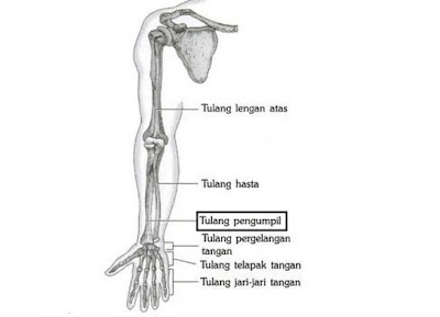 11 Fungsi Tulang Pengumpil Manusia Gambar Lengkap 