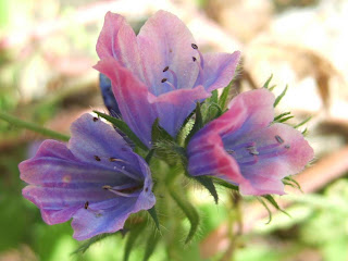 Viper's bugloss, echium vulgare