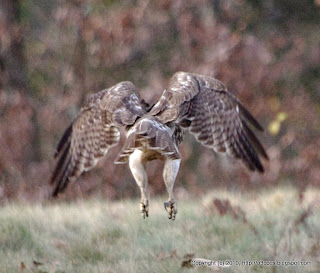 Red-tailed Hawk Hunting, 11/19/10 Broadmoor