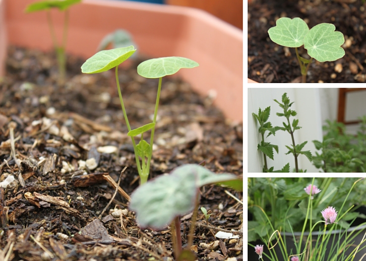 Nasturtium seedlings, catnip and chives // Garden Update: Mid May 2016 // WWW.THEJOYBLOG.NET