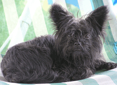 raza Affenpinscher, perro Affenpinscher, Affenpinscher, cuidados Affenpinscher, mascota Affenpinscher