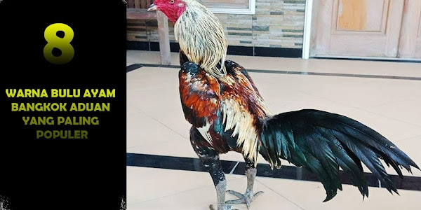 Rahasia Cara Mengetahui Umur Ayam Bangkok Yang Bagus Dan Berkualitas