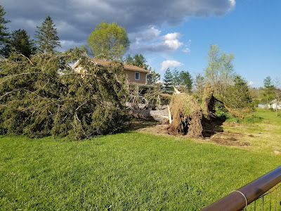 Big tree down in front of house