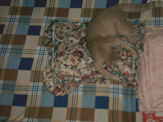 Mèo béo đang phá phách trên giường