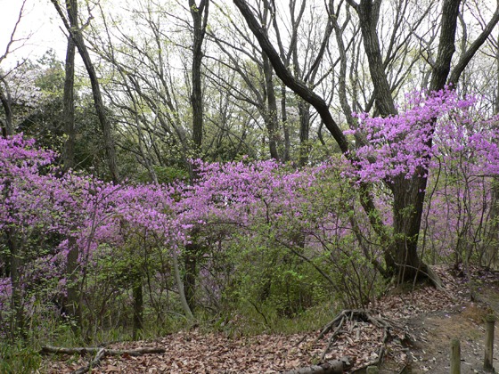 春の紫金山公園