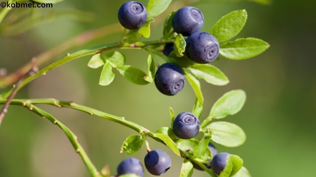 Bilberry for Eyes Side Effects