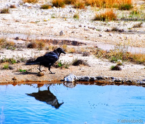 2. Raven-kab
