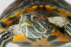 Red-eared slider