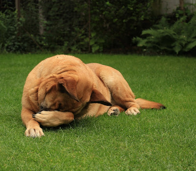 Brown dog with his muzzle under his front paw lying in green grass. Photo by Lucie Hosova on Unsplash