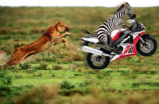 Funny animal with motorcycle