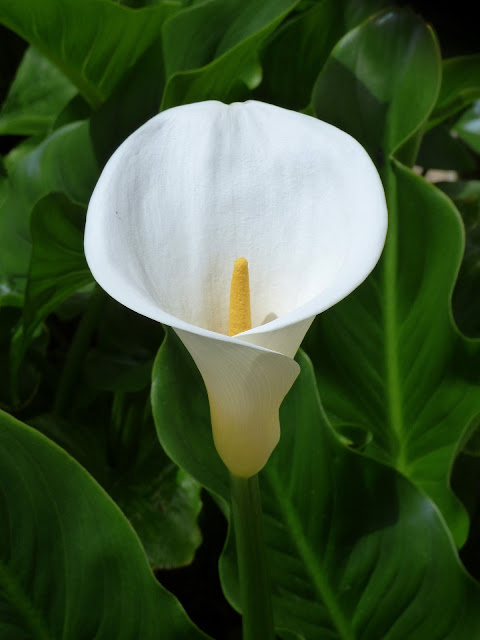 Características de la cala, flor de jarro o lirio de agua 