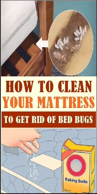 Destroy Bed Mites With This Trick