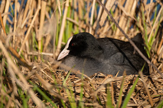 Wildlifefotografie Blässhuhn Ochsenmoor Olaf Kerber