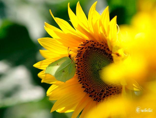  Gambar Bunga Matahari Terindah 2 Video Slideshow Kebun 