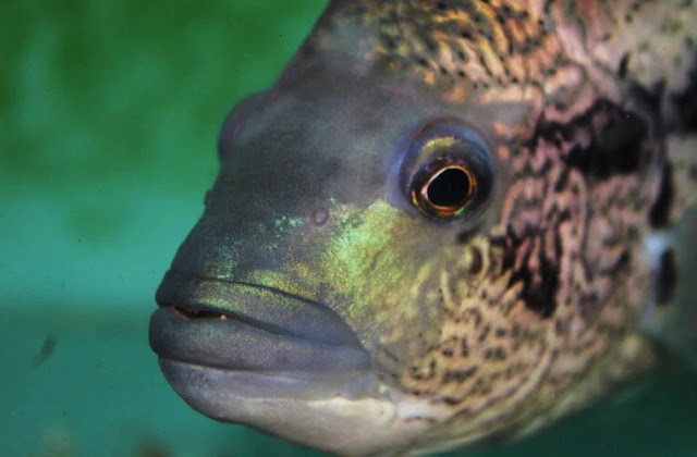 Les Cichlidés loups : Soins ,Taille, régime , compagnons d'aquarium et plus.