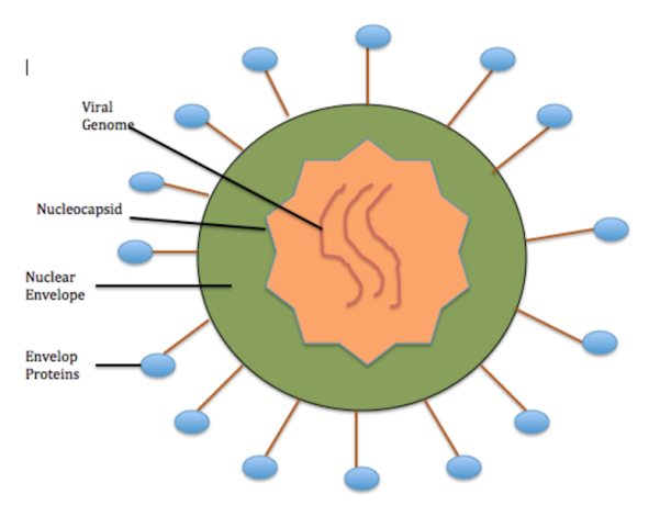 Estructura de una nanocápside