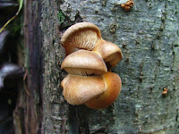 Pleurotus ostreatus