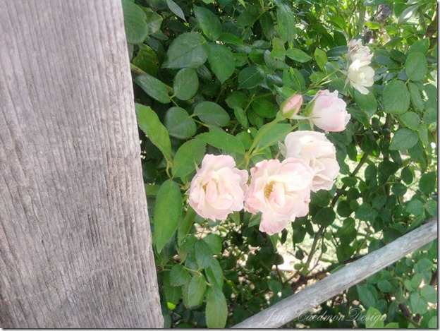 White_Roses_awaken