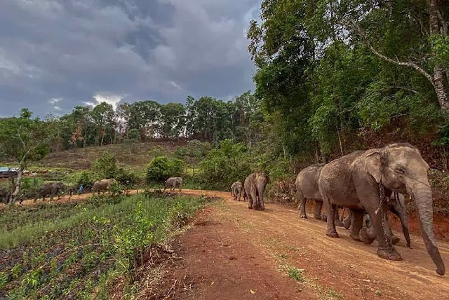 Devuelven elefantes a la naturaleza, por cierre de las atracciones turísticas en Tailandia