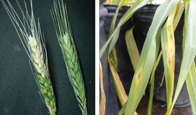 Symptom of wheat blast is the head infection spike and leaf