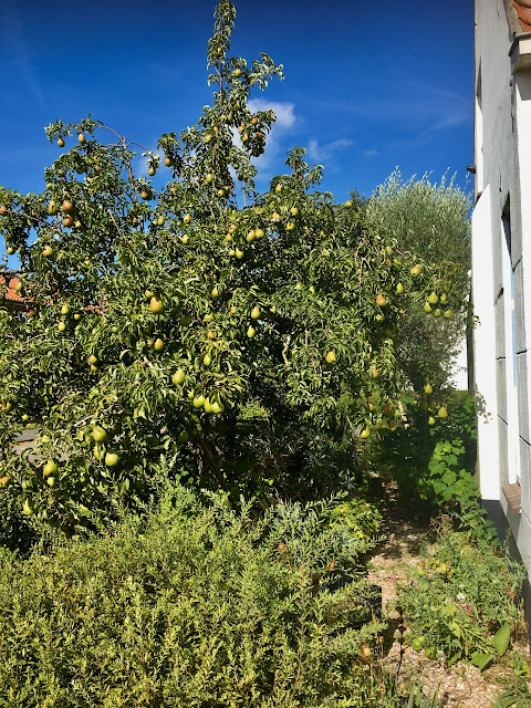 perenboom vol peren