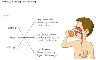 http://primerodecarlos.com/SEGUNDO_PRIMARIA/SANTILLANA/Libro_Media_Santillana_c_del_medio_segundo/data/ES/RECURSOS/actividades/02/07/010207.swf