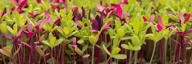 Health Benefits of Microgreens