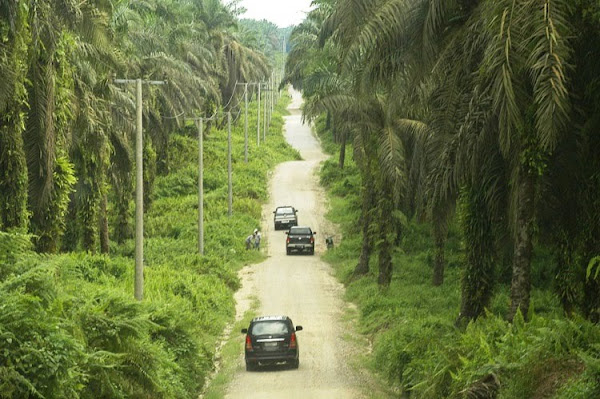 Kelapa Sawit Riau