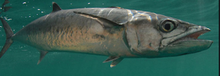 ikan tenggiri