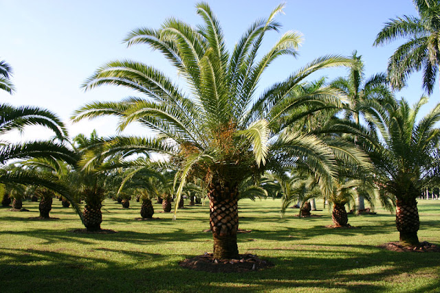 How to grow phoenix canariensis