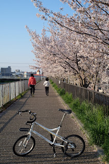 川沿いの朝桜