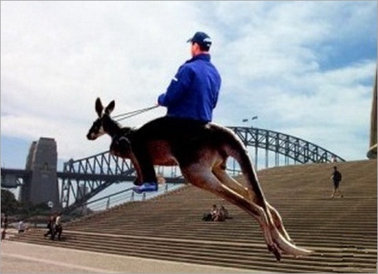 Funny People riding the wrong animals_22
