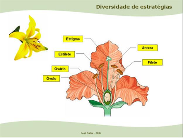 Lua de outubro Fotografia, música, resenha e mais Lua de  - Fotos De Flores De Outubro