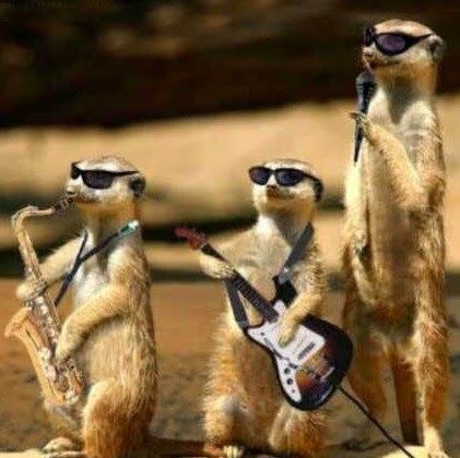 Funny Animals Playing Guitar