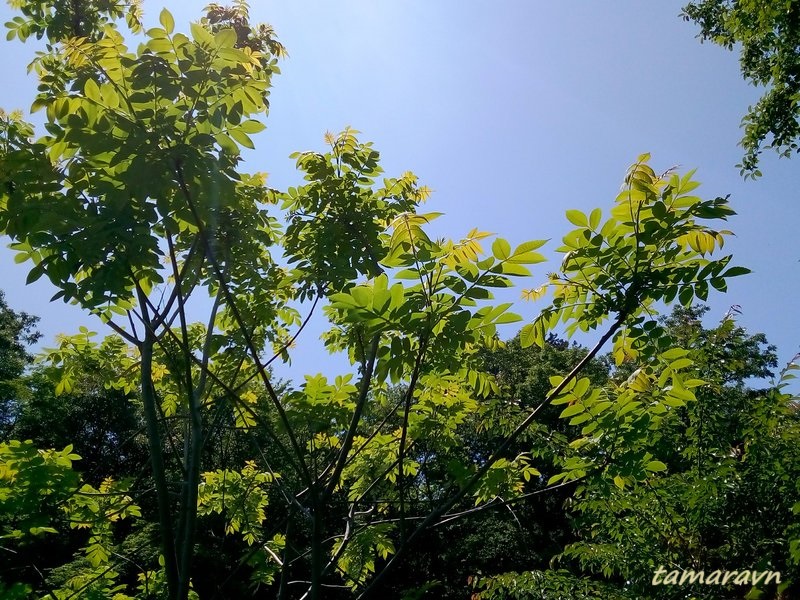 Сумах китайский (Rhus chinensis)