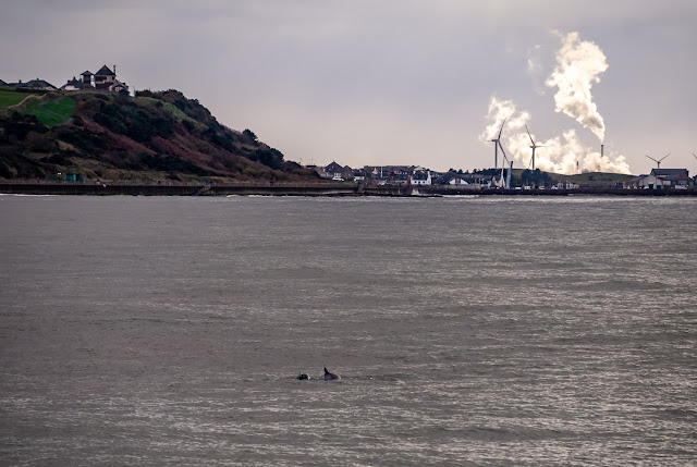 Photo of porpoises in the Solway Firth with Maryport in the background