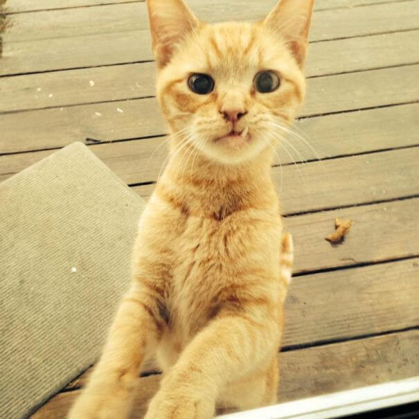 40 Heartwarming Pictures Of Animals - This Little Guy Showed Up On My Brother's Farm One Day. My Brother Took Him To The Vet, And His 10 Year Old Daughter Told Him This Cat Was All She Wanted For Christmas. So, Meet Popeye