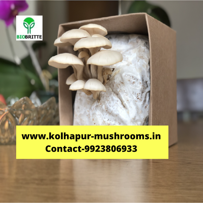 Mushroom Growing Kit Near Me | Buy Mushroom Growing Kit | Biobritte Store